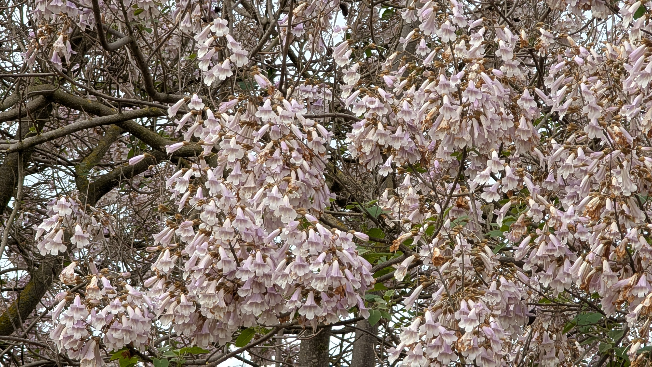 Blühender Paulownia-Baum – lila Trompetenblüten im Frühjahr